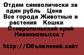 Отдам символически за один рубль › Цена ­ 1 - Все города Животные и растения » Кошки   . Ставропольский край,Невинномысск г.